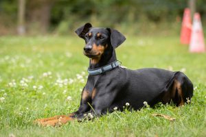 Pinscher im Platz